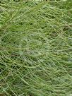 Hakea scoparia