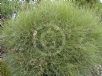 Hakea scoparia