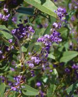 Hardenbergia violacea Bushy Blue