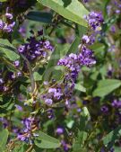 Hardenbergia violacea Bushy Blue