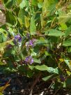 Hardenbergia violacea Purple Spray