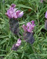 Lavandula Bee Pretty