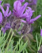 Lavandula Lavender Lace