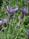 Lavandula Lavender Lace