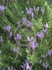 Lavandula Lavender Lace