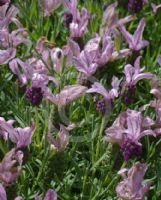 Lavandula stoechas Sugarberry Ruffles