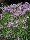 Lavandula stoechas Sugarberry Ruffles