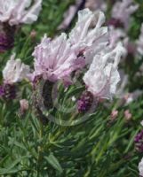 Lavandula stoechas Sweetberry Ruffles