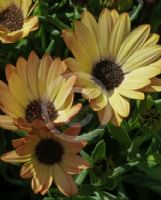 Osteospermum fruticosum Copper Yellow