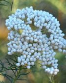 Ozothamnus diosmifolius Winter White