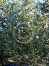 Ozothamnus diosmifolius Winter White