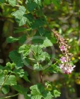 Ribes sanguineum Albescens