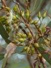 Eucalyptus falcata falcata