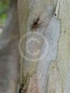 Eucalyptus falcata falcata