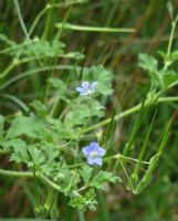 Erodium crinitum