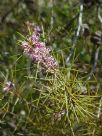 Hakea decurrens physocarpa Pink Lace