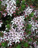 Philotheca buxifolia buxifolia Cascade of Stars