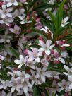 Philotheca buxifolia buxifolia Cascade of Stars