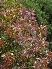 Callistemon acuminatus Nabiac Red