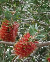 Callistemon Adina