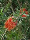 Callistemon Adina