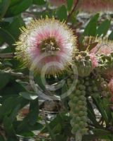 Callistemon citrinus Angela