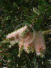 Callistemon citrinus Angela