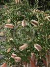 Callistemon citrinus Angela