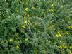 Hibbertia truncata