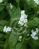 Myosotis sylvatica lactea