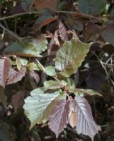 Corylus avellana Fuscorubra