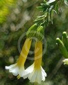 Cantua buxifolia Alba