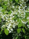 Viburnum plicatum tomentosum Lanarth