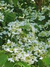 Viburnum plicatum tomentosum Lanarth