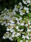 Viburnum plicatum tomentosum Summer Snowflake