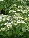 Viburnum plicatum tomentosum Summer Snowflake