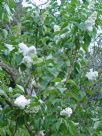 Syringa vulgaris Miss Ellen Willmott