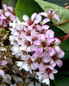 Bergenia ciliata