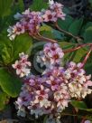 Bergenia ciliata