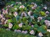 Bergenia ciliata