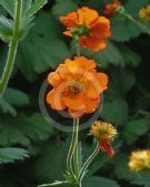 Geum Tangerine