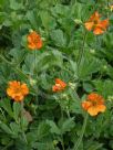 Geum Tangerine