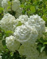 Viburnum macrocephalum macrocephalum