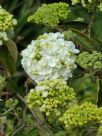 Viburnum macrocephalum macrocephalum