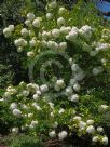 Viburnum macrocephalum macrocephalum