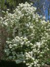 Viburnum macrocephalum macrocephalum