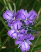 Thysanotus multiflorus