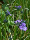 Thysanotus multiflorus