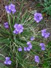 Thysanotus multiflorus