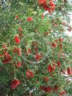 Callistemon Demesne Farm